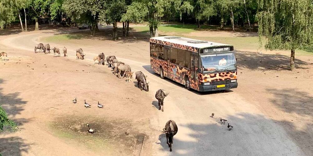 Blick auf einen Safaribus. Daneben läuft eine Herde Gnus.