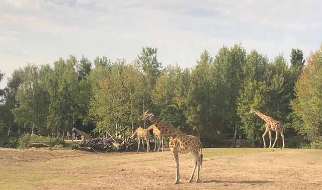 In der Savanne des Safariparks sind vereinzelte Giraffen zu sehen.